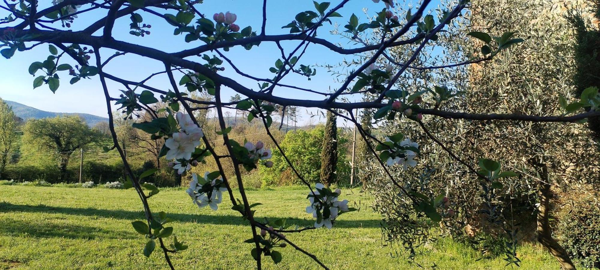 I Salici Agriturismo Badia Agnano Exterior foto